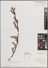 Foto von Salix caprea L.